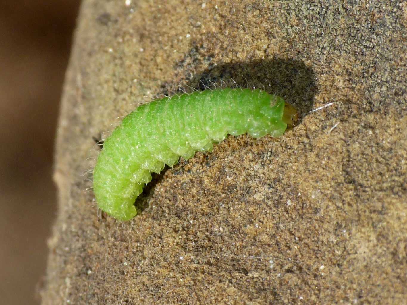 Larva di coleottero?